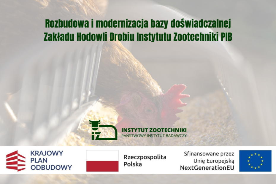 Prostokątny plakat z tytułem projektu. Logo z zielonym bykiem i napis Instytut Zootechniki Państwowy Instytut Badawczy. Poniżej czerwono-białe logo Krajowego Planu Odbudowy, biało-czerwona flaga obok napisu Rzeczpospolita Polska, logotyp Unii Europejskiej przedstawiający okrąg złożony z dwunastu złotych gwiazd na granatowym tle. W tle kura jedząca ziarna.