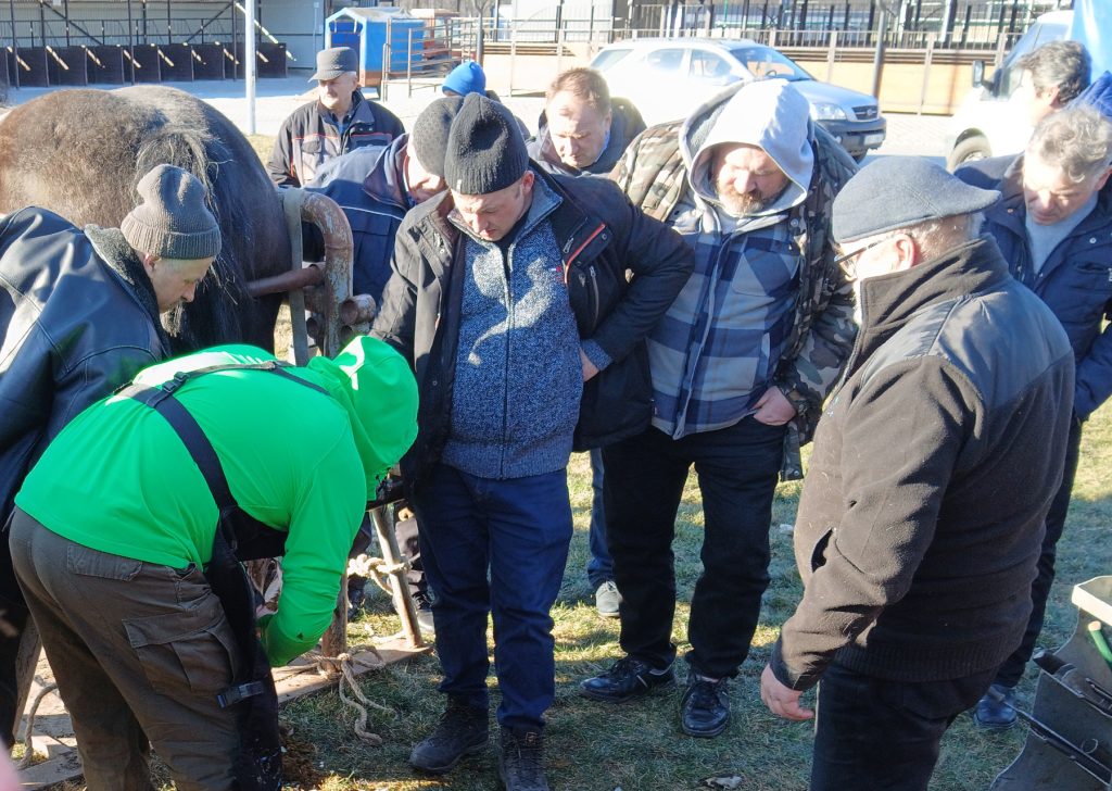 Na zdjęciu widzimy grupę mężczyzn zgromadzonych wokół konia, który stoi w specjalnym stanowisku. Jeden z uczestników, ubrany w zieloną kurtkę, wykonuje jakąś czynność przy kopycie zwierzęcia, podczas gdy reszta uważnie obserwuje.