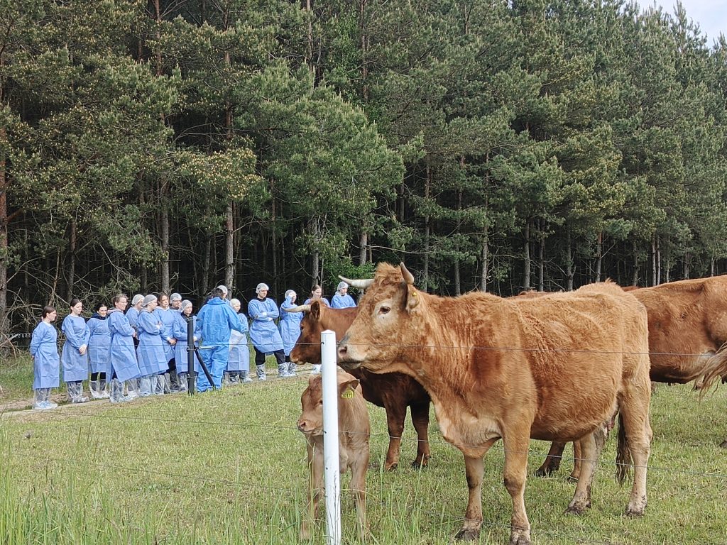 Grupa uczestników szkolenia obserwuje stado krów rasy limousine na tle lasu.