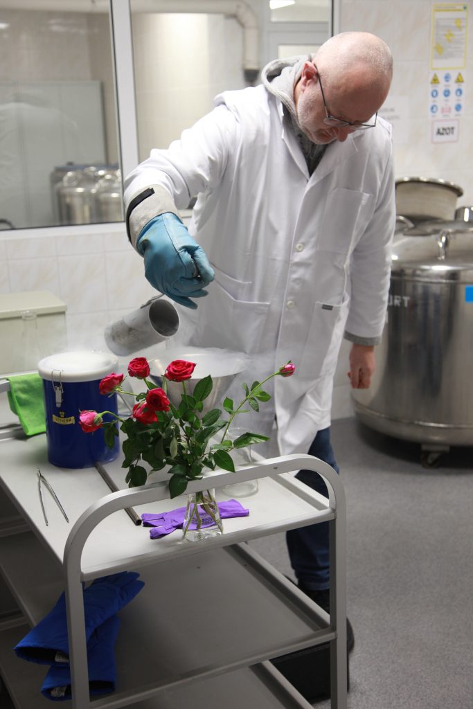 Pracownik laboratorium w fartuchu i ochronnych rękawicach polewa róże ciekłym azotem podczas pokazu w pracowni.
