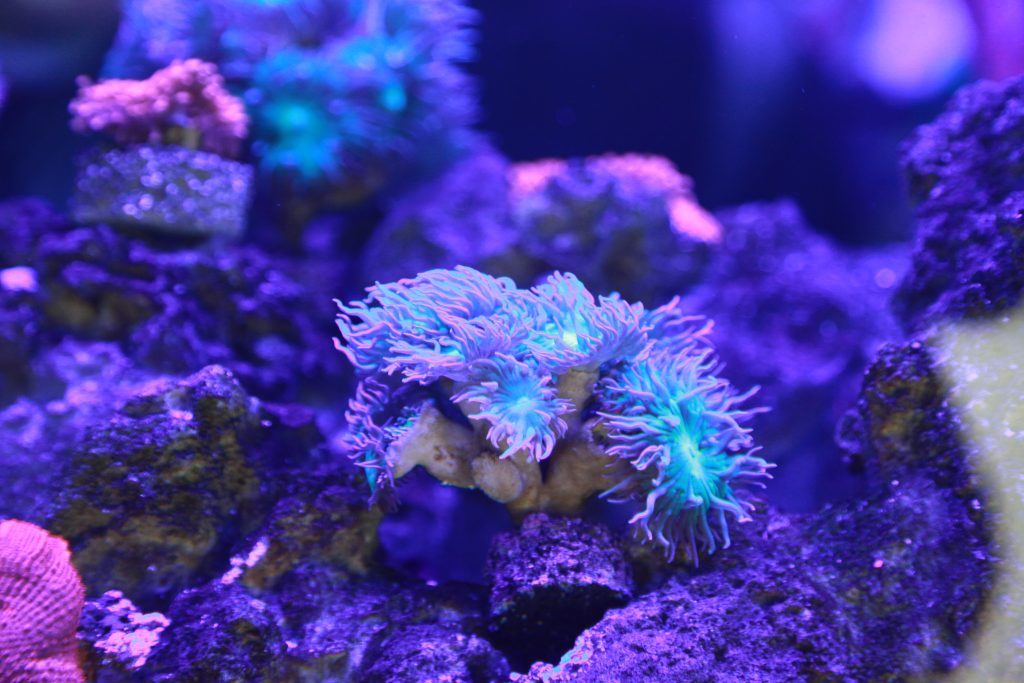 Zbliżenie na kolorowe koralowce w akwarium morskim, oświetlone niebiesko-fioletowym światłem.