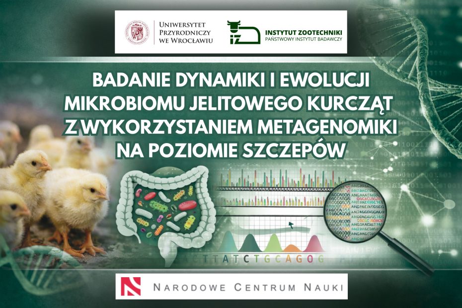 Kurczęta i wizualizacja mikrobiomu jelitowego z analizą metagenomiczną DNA