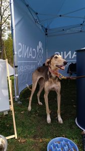 Brązowo-czarny pies na smyczy pod niebieskim namiotem CANIS Małopolska, obok miski z karmą